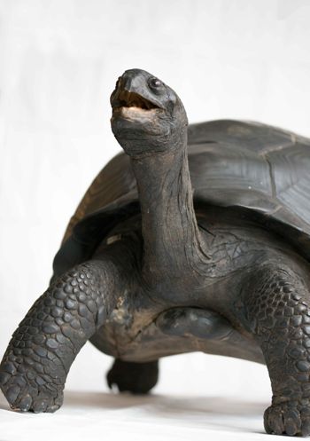 Media type: image;   Herpetology R-11088